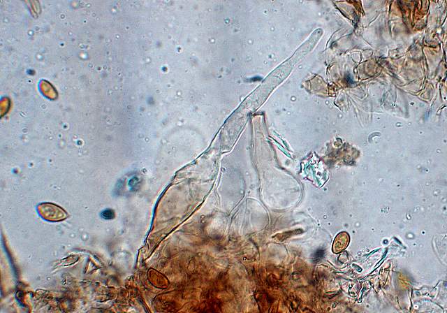 La Flora fungina negli aspetti microclimatici subtropicali